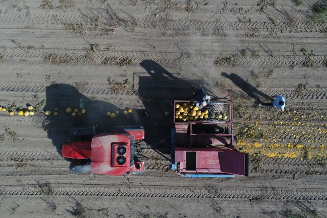 Lezzetini Erciyes Dağı'nın tüflü topraklarından alan tomarza kabak çekirdeği